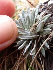 Celmisia hectorii
