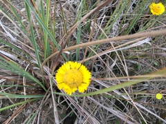 Helenium pinnatifidum, photograph author not stated, no rights reserved