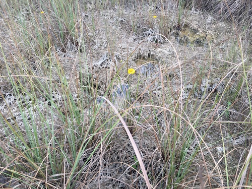 Helenium pinnatifidum, photograph 2