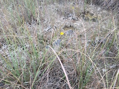 Helenium pinnatifidum, photograph author not stated, no rights reserved