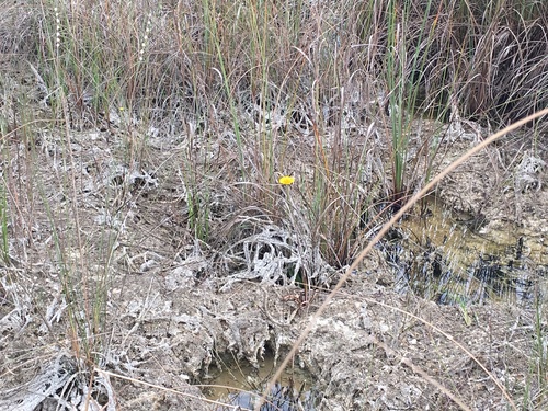 Helenium pinnatifidum