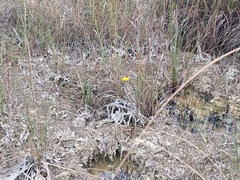 Helenium pinnatifidum