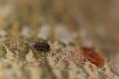 Armadillidium pulchellum
