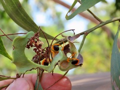 Acacia auriculiformis