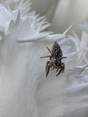 Mile End Jumping Spider, Artis/Holocaustmuseum, 1018 DB Amsterdam, Niederlande, photo 9 of 10