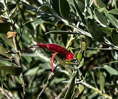 Tar Bush (Eremophila glabra)