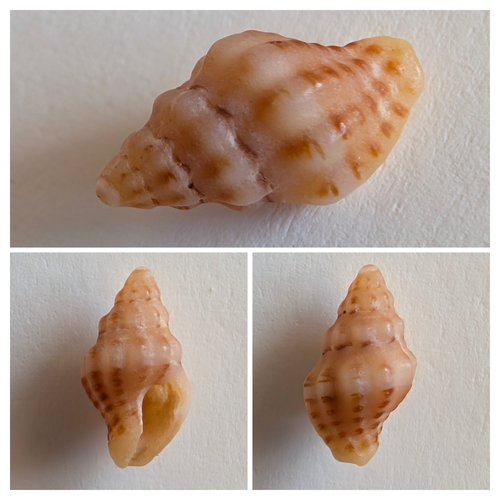 Murex bicolor, 2024-05-05