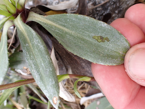 Celmisia bonplandii, photograph 4