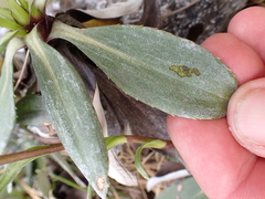 Celmisia bonplandii, photograph (c) Benjamin Lavin, some rights reserved (CC BY)