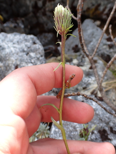 Celmisia bonplandii, photograph 5