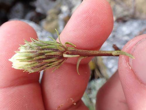 Celmisia bonplandii, photograph 6