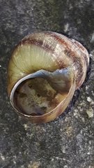 Viviparus acerosus