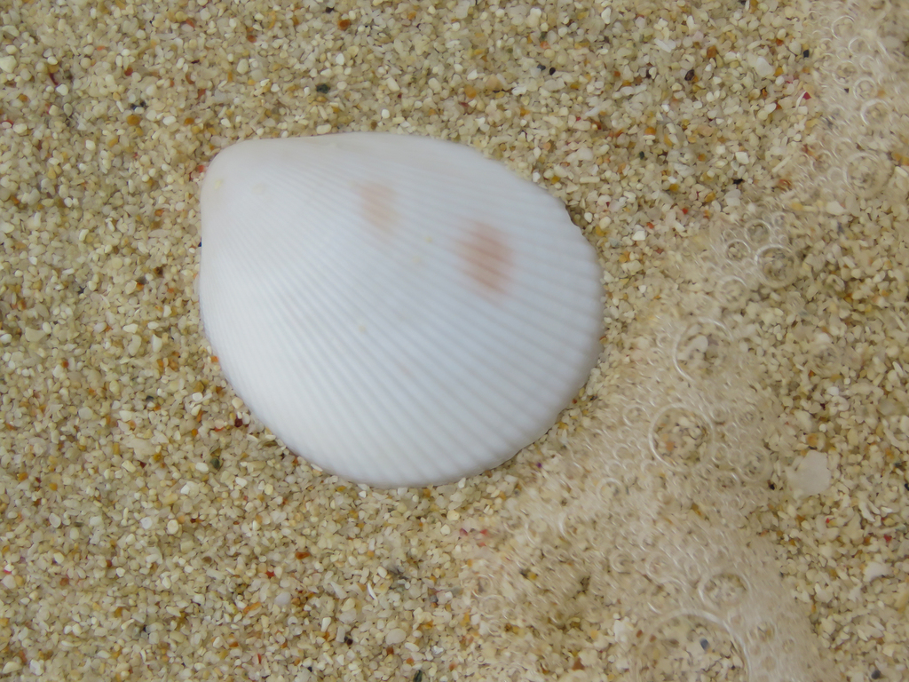 Acrosterigma simplex