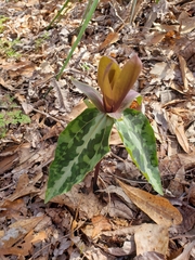 Trillium decipiens