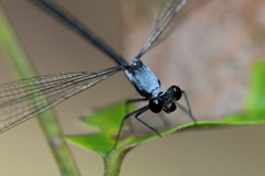 Austroargiolestes elke