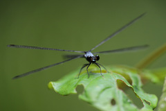 Austroargiolestes elke