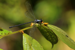 Austroargiolestes elke