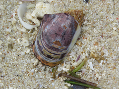 Barbatia