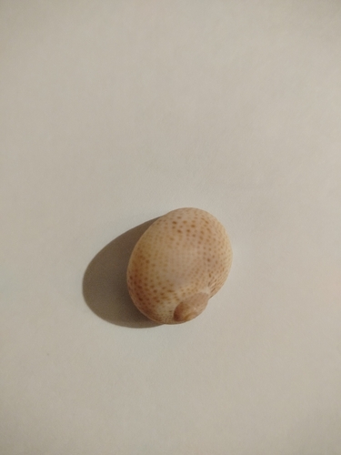 Fly-specked Moon Snail