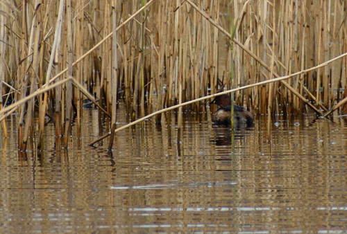 iNaturalist: (c) bitsnbirds, some rights reserved (CC BY-NC), uploaded by bitsnbirds iNaturalist image