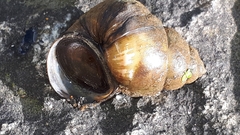 Viviparus acerosus