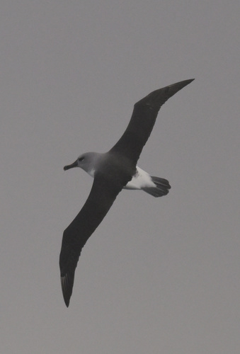 Thalassarche chrysostoma, 2026-04-03