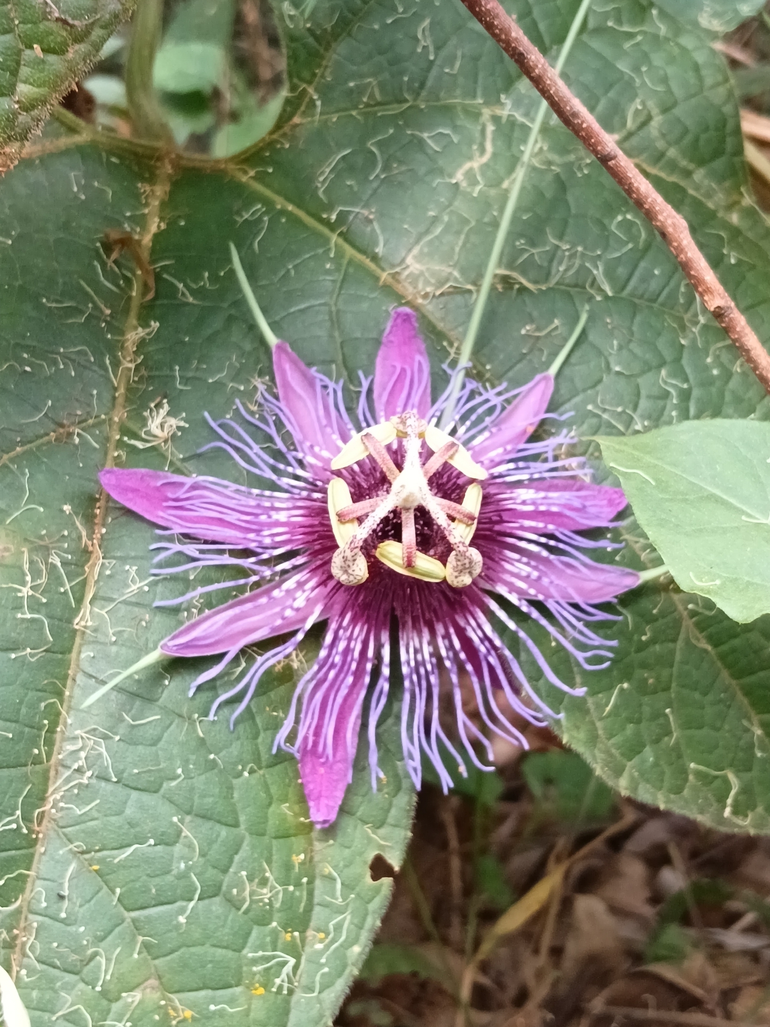Passiflora amethystina