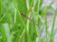 Oxyagrion terminale