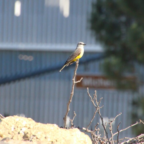 iNaturalist observation photo of Western Kingbird