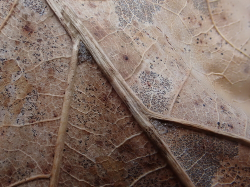 black oak (Quercus velutina)