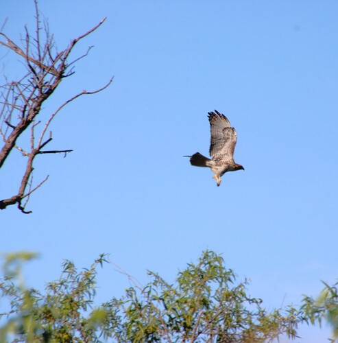iNaturalist observation photo of Red-tailed Hawk