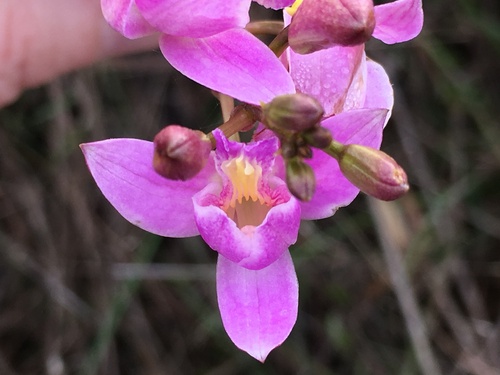 Pine Pink (Bletia purpurea)