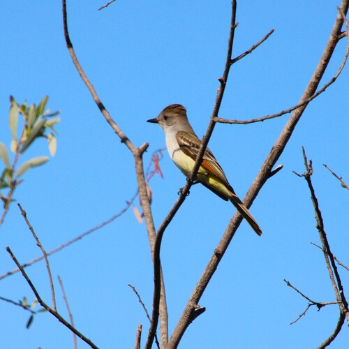 iNaturalist observation photo of Ash-throated Flycatcher
