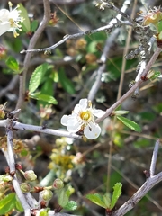 Prunus texana