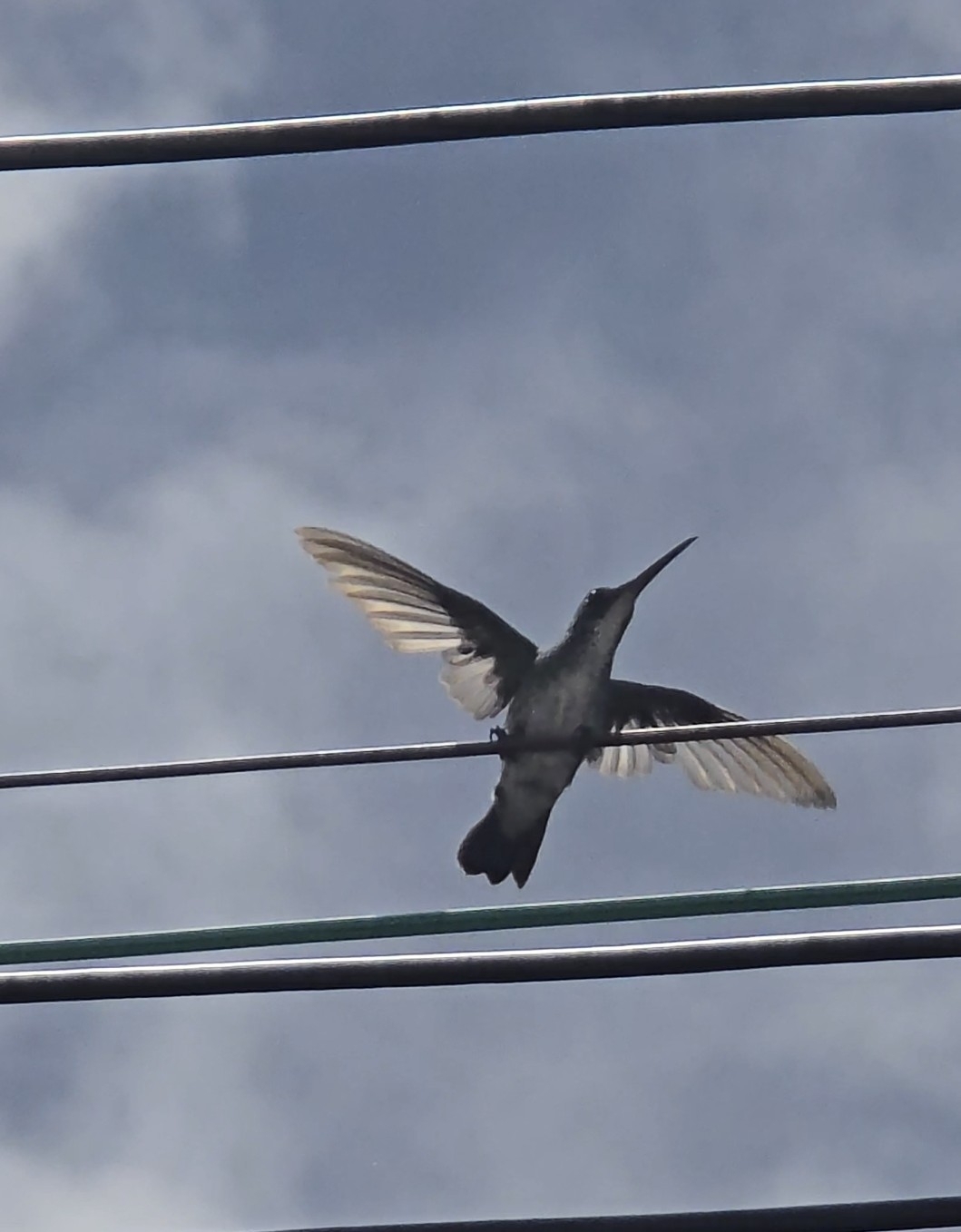 Plain-bellied Emerald (Chrysuronia leucogaster), photo 10