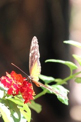 Heliconius hecale zuleika