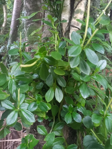 Peperomia urvilleana