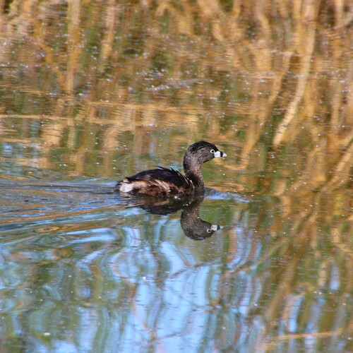 iNaturalist observation photo of Pied-billed Grebe