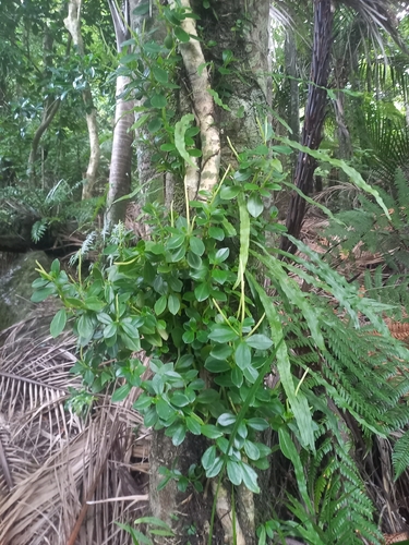 Peperomia urvilleana