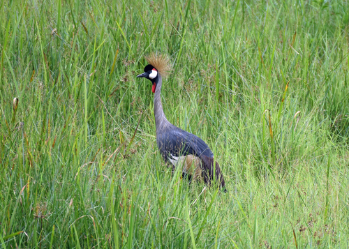 Gray Crowned-Crane
