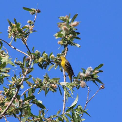 iNaturalist observation photo of Hooded Oriole
