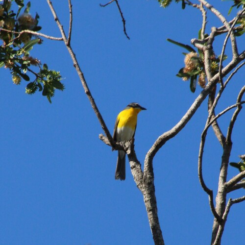 iNaturalist observation photo of Yellow-breasted Chat