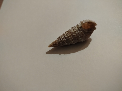 Horn Shell