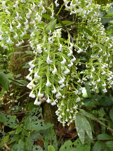 Epidendrum piliferum, photograph 3