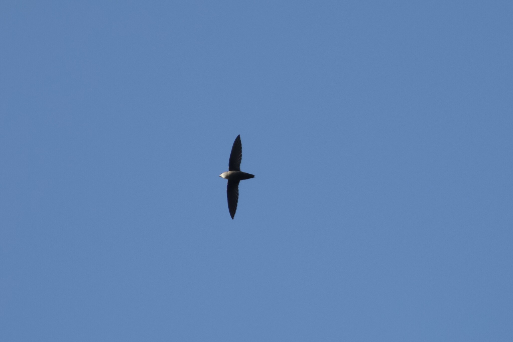 Chimney Swift (Chaetura pelagica), photo 3