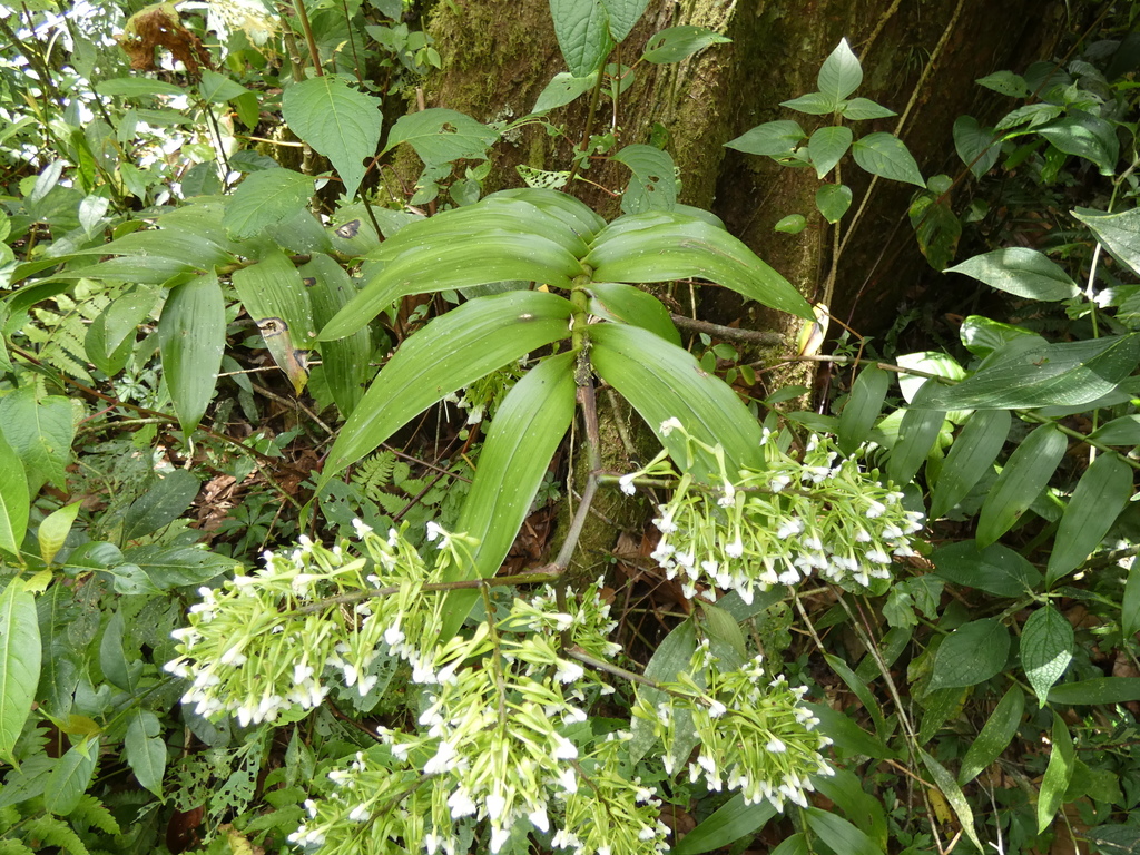 Epidendrum piliferum; photograph (c) Kai Squires, some rights reserved (CC BY)