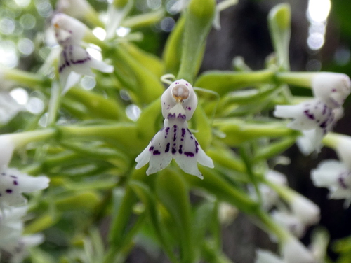 Epidendrum piliferum, photograph 4