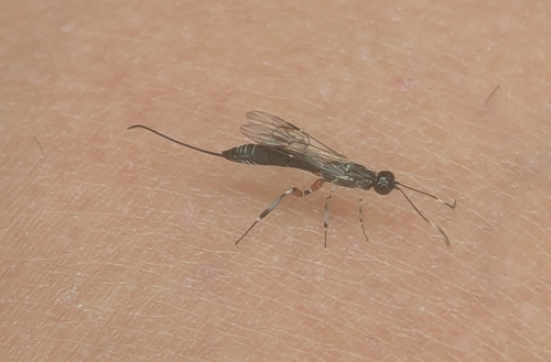 Xorides peniculus