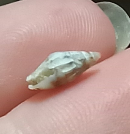 Parvanachis obesa observed 2026-03-20