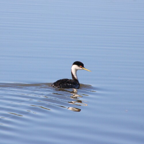 iNaturalist observation photo of Western Grebe